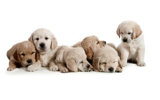 Картинка щенки, собаки, белый фон, детёныши