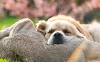 Картинка собака, друг, взгляд, Golden Retriever