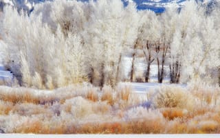 Картинка grand teton national park, деревья, зима, wyoming, снег, кусты, сша, иней, горы