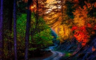 Картинка пейзаж, листья, осень, деревья, дорога