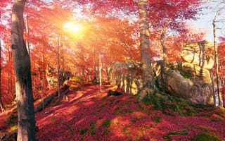 Картинка лес, камни, листья, горы, Украина, осень, деревья, Закарпатье, солнце, мох