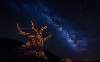 Картинка звезды, ночь, дерево, небо