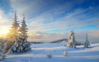 Картинка зима, лес, forest, fir trees, snow, winter, nature, снег, природа, елки