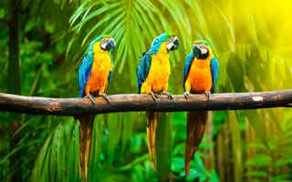 Картинка попугаи, цветные, окрас, трио, джунгли, свет, ветка