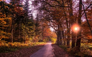 Обои листья, дорога, лес, осень, деревья, солнце