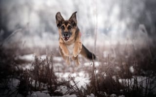 Картинка собака, природа, бег