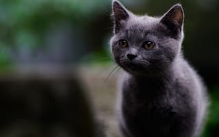 Картинка милая, мордочка, котёнок