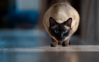 Картинка боке, кошка, Сиамская кошка, голубые глаза, взгляд