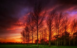 Картинка закат, пейзаж, деревья