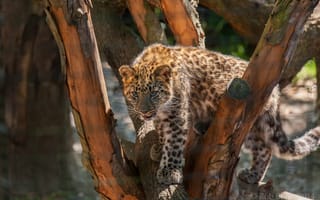 Картинка леопард, детеныш, дикая кошка, пятна, хищник, дерево