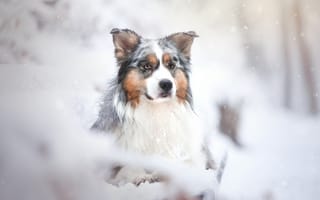 Картинка собака, снег, Австралийская овчарка, портрет, Аусси, взгляд