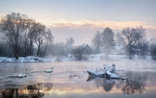 Картинка дома, утро, холод, деревья, лебеди, озеро, зима