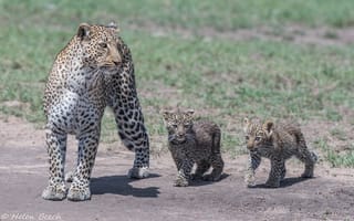 Картинка хищники, трио, детёныши, Африка, семейство, мать, леопарды, дикие кошки, семья