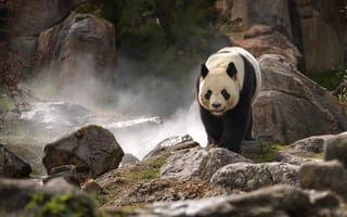Картинка камни, зоопарк, бамбуковый медведь, скалы, панда