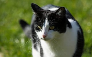 Картинка кот, усы, морда, черно-белая, солнце, свет, лето, мордочка, кошка