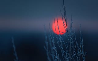 Картинка небо, диск, закат, солнце, растение