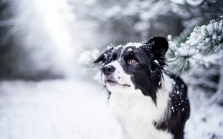 Картинка зима, взгляд, собака, боке, Бордер-колли, морда