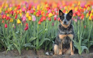 Картинка собака, взгляд, друг, тюльпаны