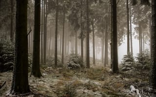 Картинка зима, туман, лес