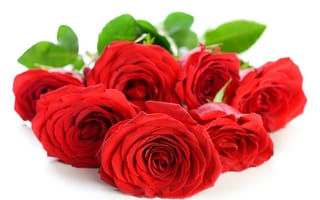 Картинка цветы, красные розы, лепестки, розы