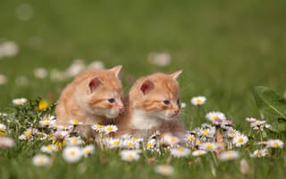 Картинка котята, кошки, рыжие, трава, природа, цветы, ромашки