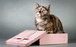 Картинка кошка, подарок, коробка, взгляд