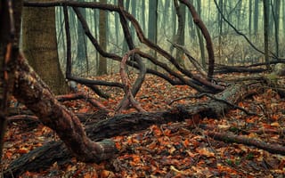 Картинка лес, осень, листва, коряги