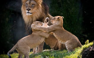 Картинка игра, лев, семейка, львята