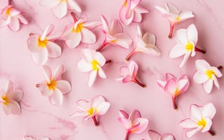 Картинка цветы, petals, plumeria, flowers, wood, pink, лепестки, плюмерия, розовые