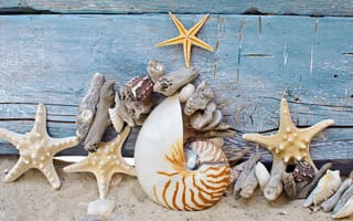 Картинка seashells, sand, ракушки, морские звезды, дерево, камушки, wood, marine, песок, пляж, starfish