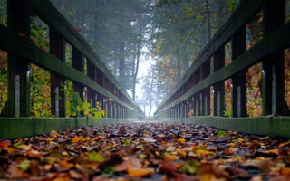 Картинка осень, листья, осень в лесу, мостик в лесу, туман, ultra hd, деревья, мостик
