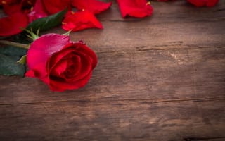 Картинка розы, red, roses, love, красные розы, flowers, romantic, бутоны