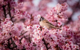 Картинка Вишня, воробей, весна, розовые, птица, цветы, природа