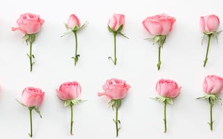 Картинка цветы, розы, roses, бутоны, pink