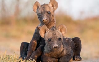 Картинка природа, Hyena Cubs