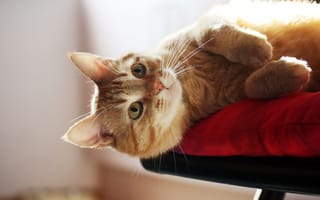 Картинка Кот, взгляд, подушка, лежит, рыжий