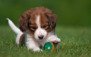 Картинка собака, щенок, яйцо, коикерхондье, трава, природа, животные