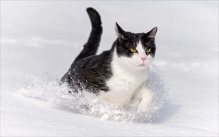 Картинка кошки, cat, Оскар, животные, animals, Oscar, зима, Winter