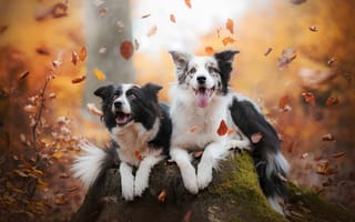 Картинка Бордер-колли, две собаки, радость, листья, настроение, осень, парочка, пень
