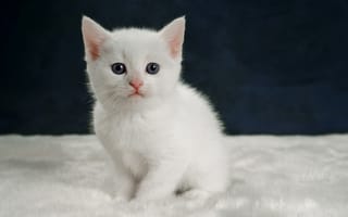 Обои взгляд, малыш, белый котёнок, портрет, котенок