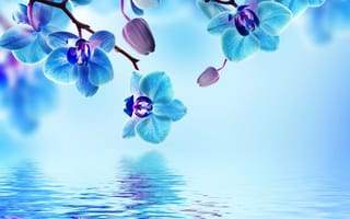 Картинка orchid, цветы, орхидея, water, blue, цветение, beautiful, вода, flowers, reflection