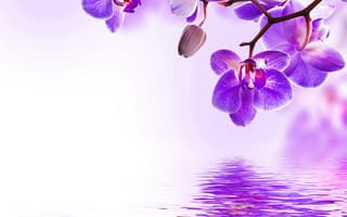 Картинка orchid, water, цветы, вода, purple, flowers, reflection, beautiful, цветение, орхидея