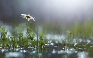 Картинка трава, лужа, ромашка, блики, после дождя, цветок
