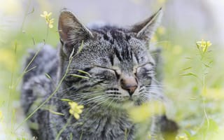 Обои трава, в полоску, цветы, кошка, кот, серый