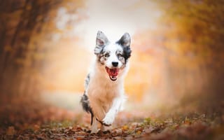Картинка собака, прогулка, щенок, бег, Австралийская овчарка, боке, осень, Аусси