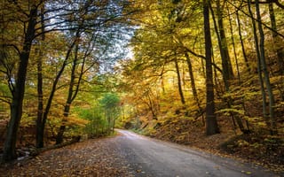 Картинка осень, листья, листва, осень в горах, желтые листья, закат, дорога в лесу, ultra hd, hdr, дорога
