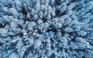 Картинка природа, снег, деревья, лес, зима