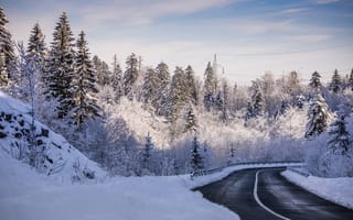 Картинка лес, Хорватия, деревья, зима, дорога, снег
