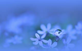 Картинка цветы, вода, растение, синие, макро, голубые, капля, цвет, лепестки