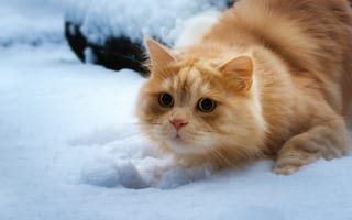 Картинка кошка, снег, взгляд, рыжий кот
